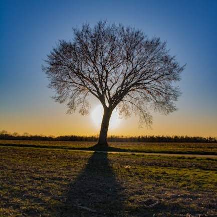 나무의 따스함과 개성을 담다: 예쁜 나무 명패 선택 가이드